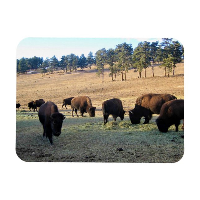 Imán Bison de Colorado (Horizontal)