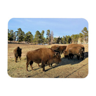 Imán Bison de Colorado