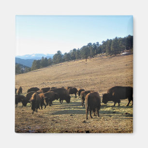 Imán Bison de Colorado