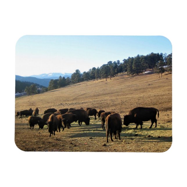 Imán Bison de Colorado (Horizontal)