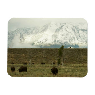Imán Bison en la fotografía del parque nacional del Gra