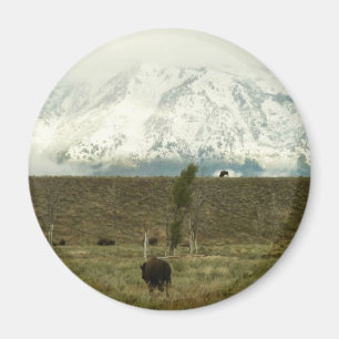 Imán Bison en la fotografía del parque nacional del Gra