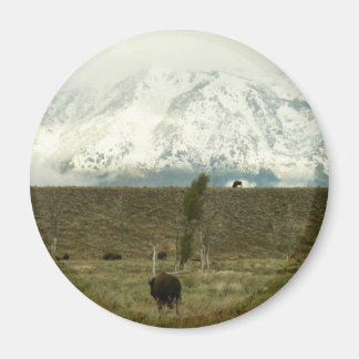 Imán Bison en la fotografía del parque nacional del Gra