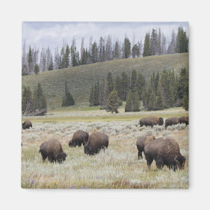Imán Bison in the Hayden Valley of Yellowstone