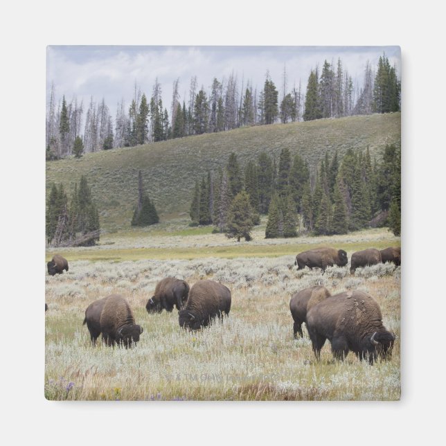 Imán Bison in the Hayden Valley of Yellowstone (Frente)