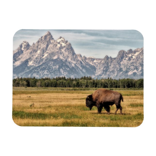 Imán Bison in the Tetons (Horizontal)