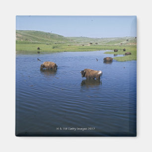 Imán Bison In the Water Con Numerosas Cajas De Acanto