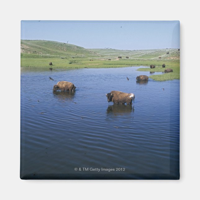 Imán Bison In the Water Con Numerosas Cajas De Acanto (Frente)