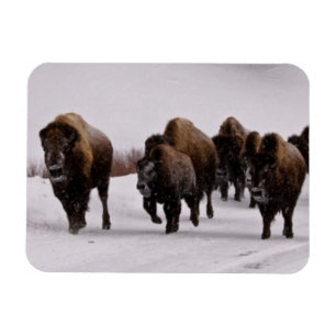 Imán Bison in Winter