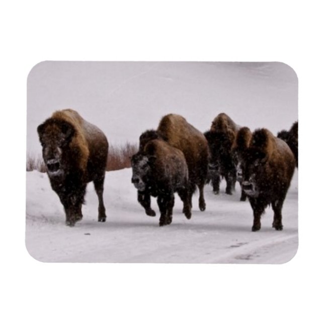 Imán Bison in Winter (Horizontal)