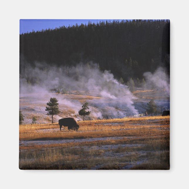 Imán Bison pastando en la cuenca de géiseres superior (Frente)