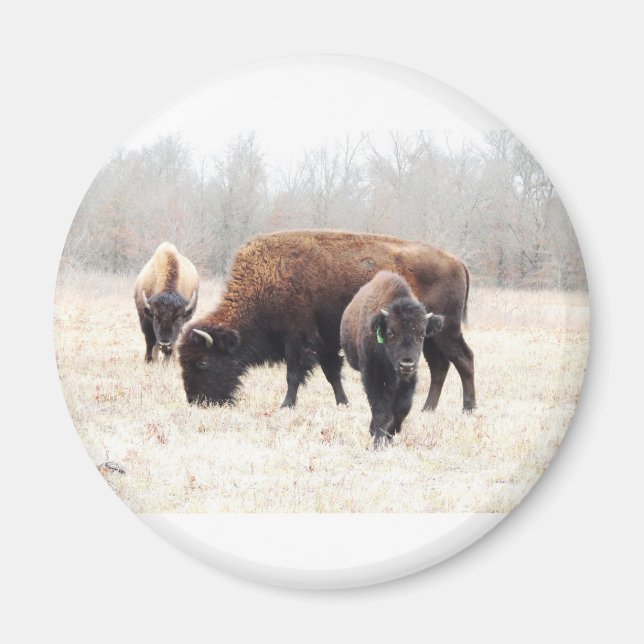 Imán Bison Prairie Magnet (Frente)