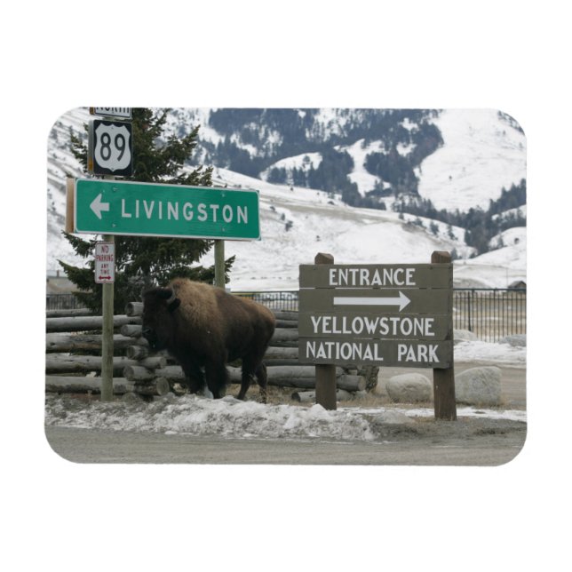 Imán BIson, Yellowstone Entrance, Gardiner, MT (Horizontal)