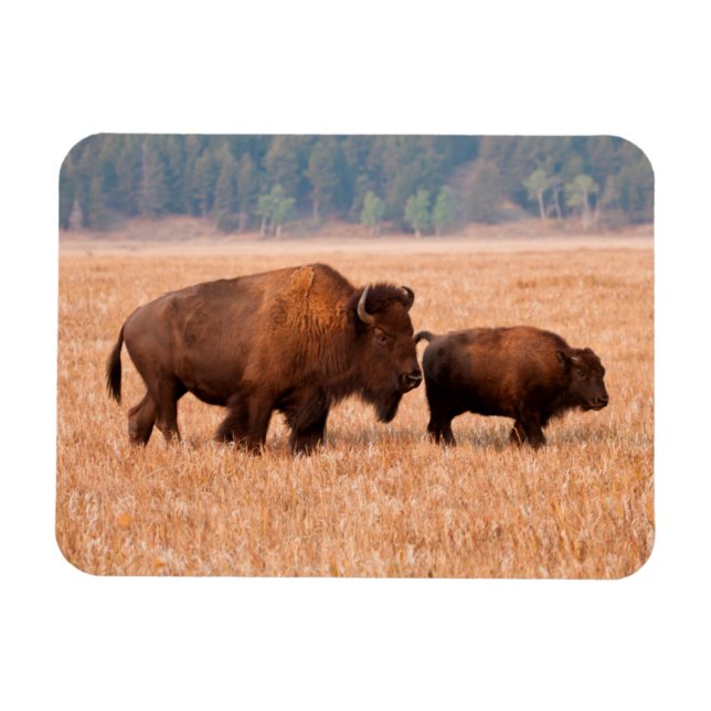 Imán Bisonte Americano (Bison bison) Vaca y Ternero (Horizontal)