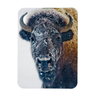 Imán Bisonte americano en nieve en Yellowstone NP