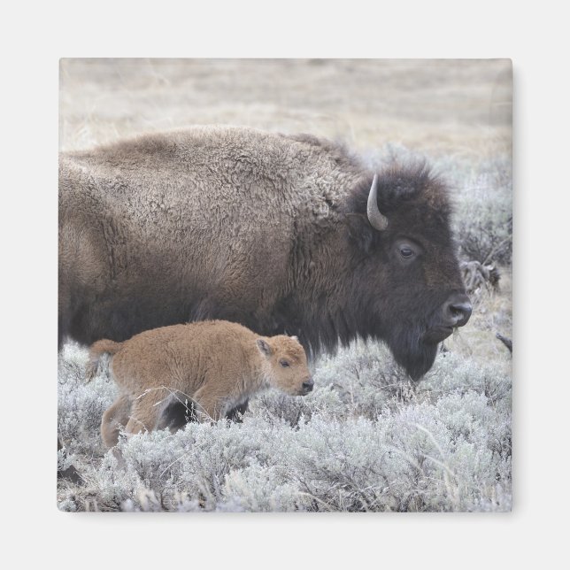 Imán Bisonte de la vaca y del becerro, Yellowstone 2 (Frente)