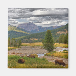 Imán Bisonte de Yellowstone