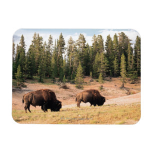Imán Bisonte en el parque nacional de Yellowstone,
