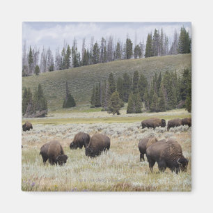 Imán Bisonte en el valle de Hayden de Yellowstone