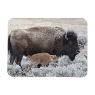 Imán Bisonte vaca y ternero, Yellowstone