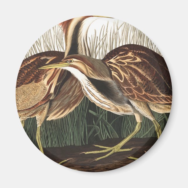 Imán Bittern norteamericano de John James Audubon (Frente)