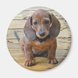 Imán BK-Dachsund Puppy Magnet