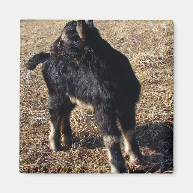 Imán Black and Tan Kid (Frente)