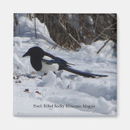 Imán Black Billed Rocky Mountain Magpie magnet