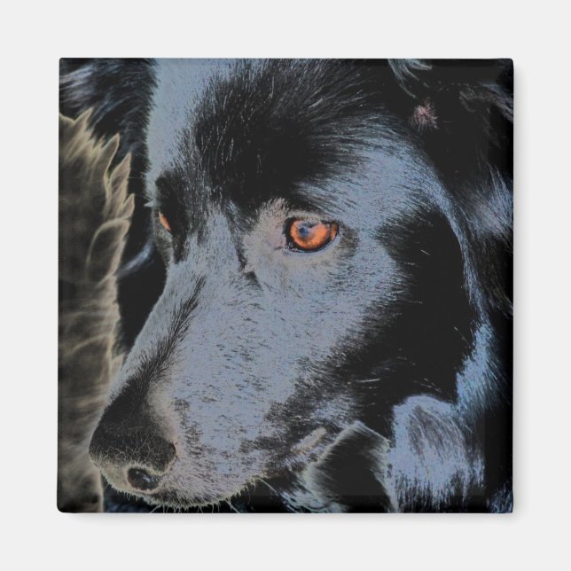 Imán Black Border Collie Face Dog Magnet (Frente)