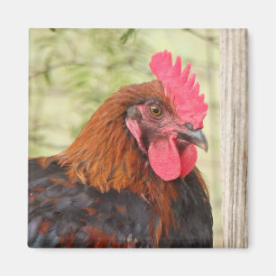 Imán Black Copper Maran Rooster