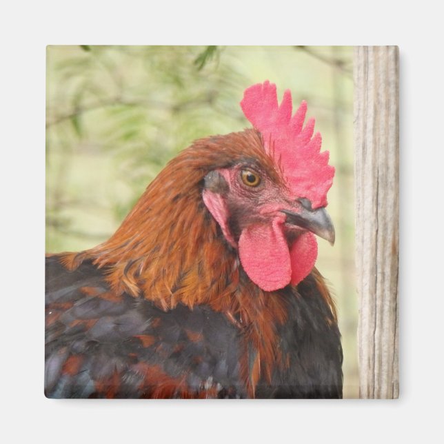 Imán Black Copper Maran Rooster (Frente)