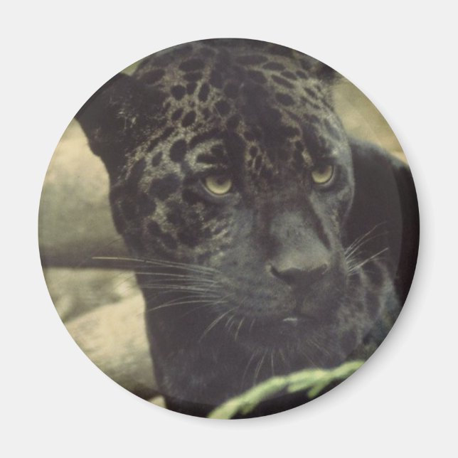 Imán Black Panther Magnet (Frente)