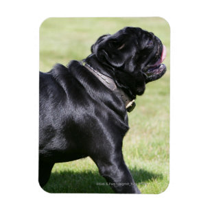 Imán Black Pug Panting Mientras Camina