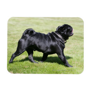 Imán Black Pug Panting Mientras Camina