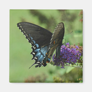 Imán Black Swallowtail 9.05-1