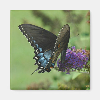 Imán Black Swallowtail 9.05-1