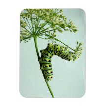 Black Swallowtail Caterpillar come Parsley