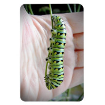 Black Swallowtail Caterpillar Comer Parsley