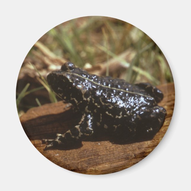 Imán Black Toad (Frente)