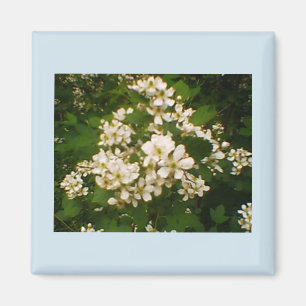 Imán Blackberry Bloom