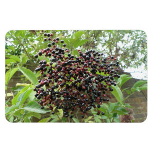 Imán Blackberry Bonanza Premium Magnet