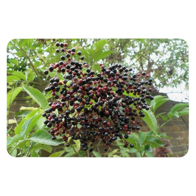 Imán Blackberry Bonanza Premium Magnet (Horizontal)