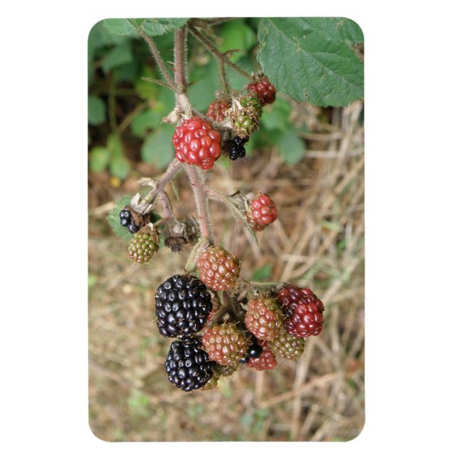 Imán Blackberry Bonanza Premium Magnet (Vertical)
