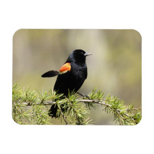 Imán BlackBird de ala roja - Día del cabello malo