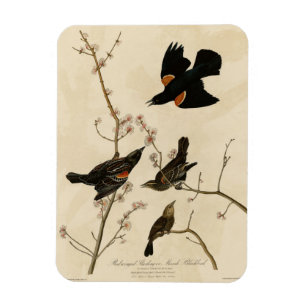 Imán Blackbird de alas rojas - Los pájaros de América d
