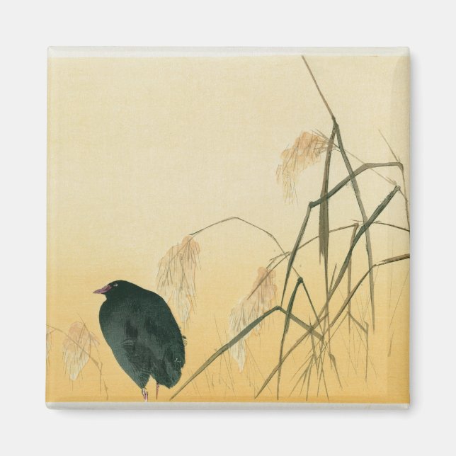 Imán Blackbird, Edo Period (Frente)