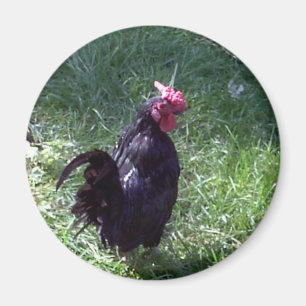 Imán Blackbird el gallo