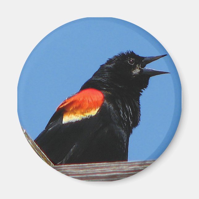 Imán Blackbird Magnet (Frente)