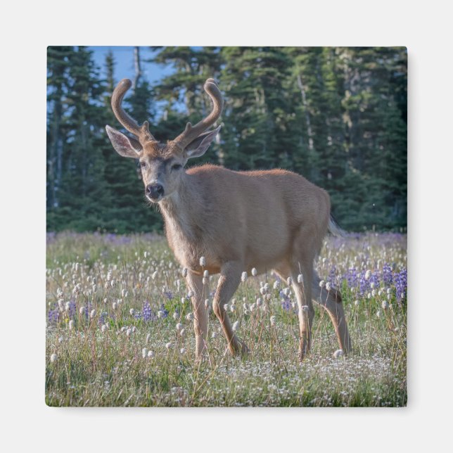 Imán Blacktail Deer Buck | Parque nacional olímpico (Frente)