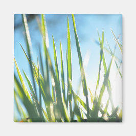 Imán Blades iluminados por el sol